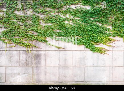 green ivy on concrete wall Stock Photo