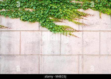 ivy on wall Stock Photo