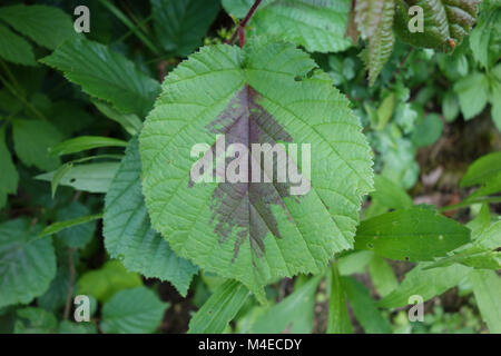 Corylus avellana, Hazelnut, colorful leaf Stock Photo