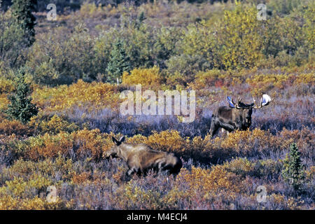 bull Moose and female in the rut Stock Photo
