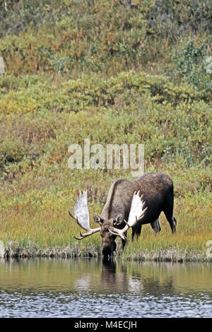 bull Moose drinking Stock Photo