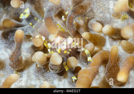 Hidden corallimorph shrimp, Pliopontonia furtiva, Lembeh Strait, North Sulawesi, Indonesia, Pacific Stock Photo
