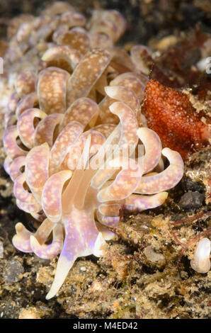 sea slug or nudibranch, Phyllodesmium magnum, Lembeh Strait, North Sulawesi, Indonesia Stock Photo