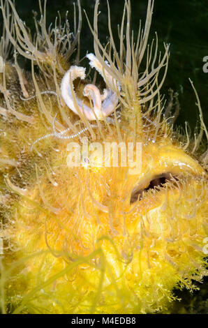 Hairy frogfish, Antennarius striatus, with its worm like esca or lure, Lembeh Strait, North Sulawesi, Indonesia, Pacific Stock Photo