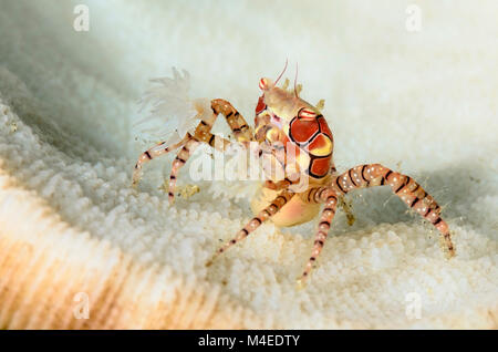 Mosaic Boxer crab, Lybia tesselata, Lembeh Strait, North Sulawesi, Indonesia, Pacific Stock Photo