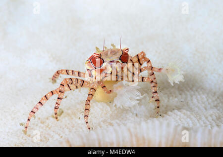 Mosaic Boxer crab, Lybia tesselata, holds anemones,  Triactis producta for defense.  Lembeh Strait, North Sulawesi, Indonesia, Pacific Stock Photo