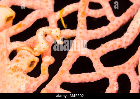 Denise's pygmy seahorse, Hippocampus denise, Lembeh Strait, North Sulawesi, Indonesia, Pacific Stock Photo