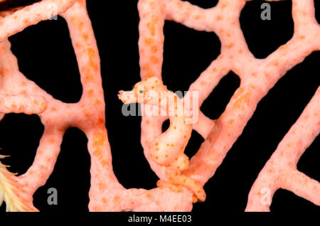 Denise's pygmy seahorse, Hippocampus denise, Lembeh Strait, North Sulawesi, Indonesia, Pacific Stock Photo