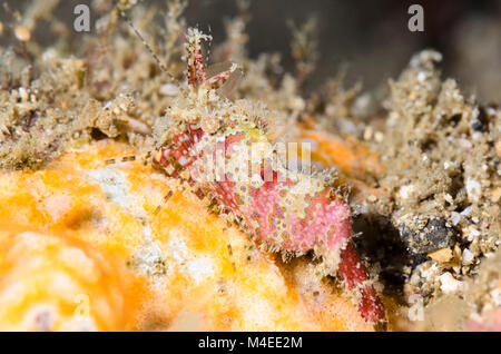 Marbled shrimp, Saron marmoratus, Lembeh Strait, North Sulawesi, Indonesia, Pacific Stock Photo