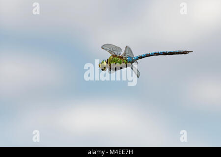 emperor dragonfly in flight Stock Photo