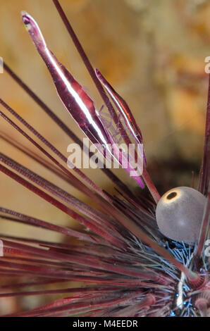 Purple Urchin shrimp, Stegopontonia commensalis, Lembeh Strait, North Sulawesi, Indonesia, Pacific Stock Photo