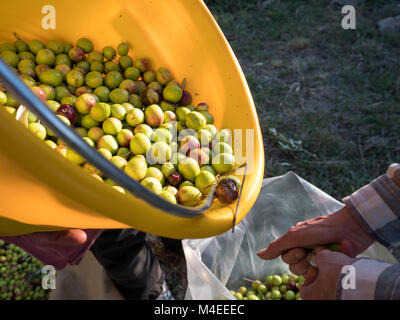 Pouring fresh olives in sack on plantation Stock Photo