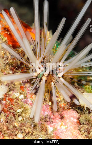 Double-spined sea urchin, Echinothrix calamaris, Lembeh Strait, North Sulawesi, Indonesia, Pacific Stock Photo