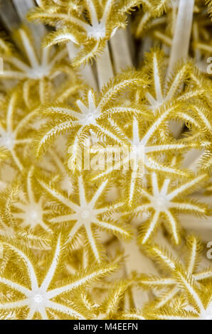 polyps of Xenia soft coral, Xenia sp., Lembeh Strait, North Sulawesi, Indonesia, Pacific Stock Photo