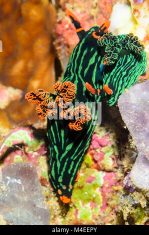 mating sea slugs or nudibranchs, Nembrotha kubaryana, Lembeh Strait, North Sulawesi, Indonesia, Pacific Stock Photo