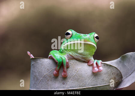 White lipped tree frog on a leaf, Indonesia Stock Photo