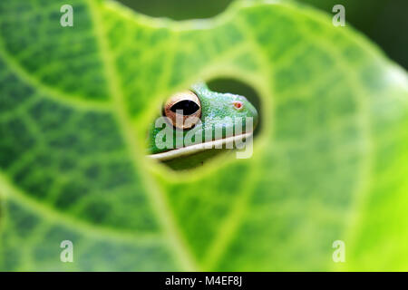 White lipped tree frog head seen through a hole in a leaf, Indonesia Stock Photo