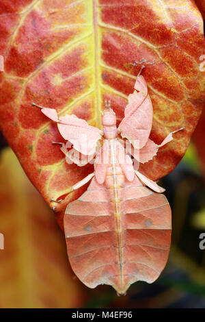 Gray's leaf insect on a leaf, Indonesia Stock Photo