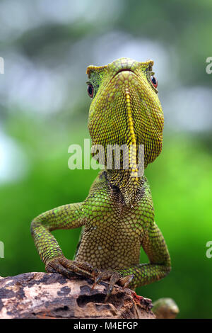 Lizard on a rock, Indonesia Stock Photo
