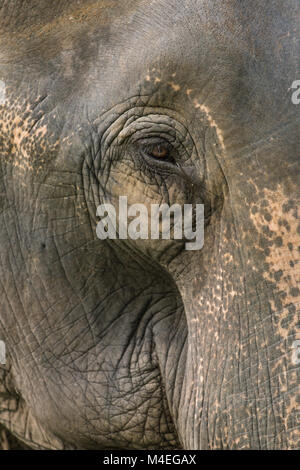 A close up photo of a elephants eye, eyelashes, wrinkles and face. Taken in Jaldapara National Park in North East India Stock Photo