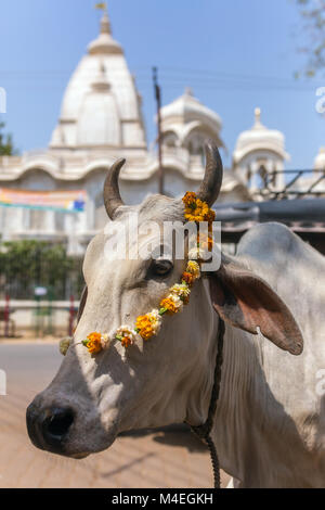 Portrait of a cow with Sri Krishna-Balaram Temple on backround. Cow is a sacred animal in hinduism. Stock Photo