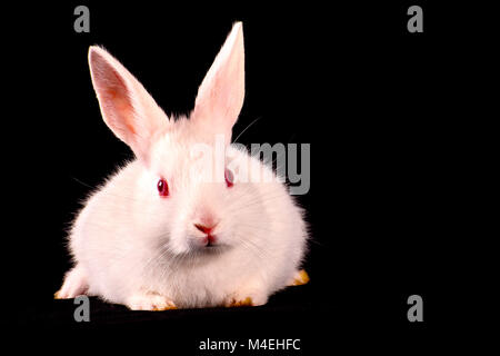 Cute white pet rabbit on black background, Pune, Maharashtra. Stock Photo