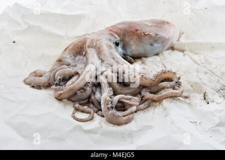 octopus young octopus on the paper 2 Stock Photo