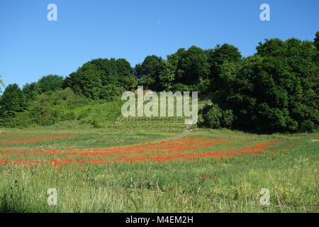Papaver rhoeas, field poppy, near vineyard Stock Photo