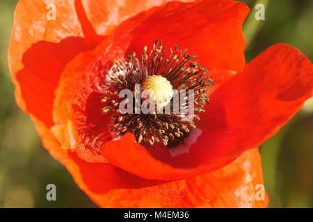 Papaver rhoeas, field poppy Stock Photo