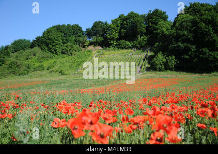 Papaver rhoeas, field poppy, near vineyard Stock Photo