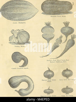 Annual circular and retail catalogue of warranted vegetable and flower seeds (1873) (18420064742) Stock Photo