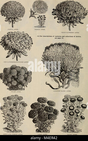 Annual descriptive catalogue of seeds - the largest collection in the world (1898) (20578833711) Stock Photo