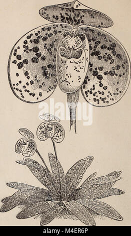 Annual illustrated and descriptive catalogue of new, rare and beautiful plants (1892) (18237519528) Stock Photo