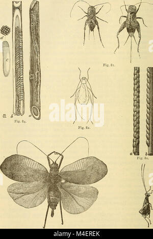 Annual report, including a report of the insects of New Jersey, 1909 (1910) (18243891640) Stock Photo