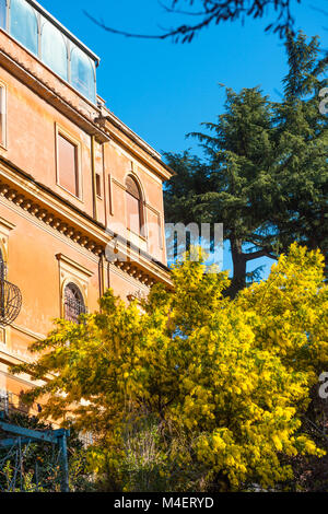 Colourful houses and flowering tree on Aventine Hill, Rome, Lazio, Italy. Stock Photo