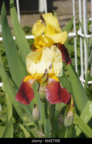 Iris Barbata-Elatior Accent, Tall Bearded Iris Stock Photo