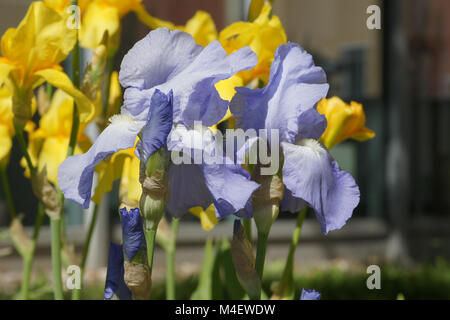 Iris Barbata-Elatior, Tall Bearded Iris Stock Photo