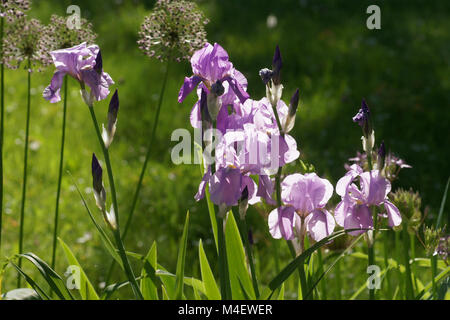 Iris Barbata-Elatior, Tall Bearded Iris Stock Photo