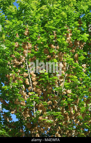 Ulmus glabra, Mountain Elm, Seeds Stock Photo