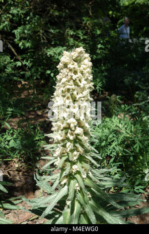 Campanula thyrsoides, Yellow Bellflower Stock Photo