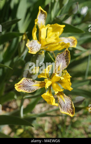 Iris variegata, Hungarian Iris Stock Photo