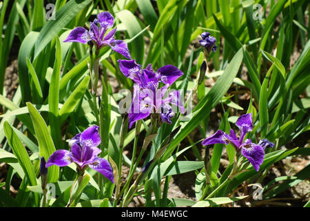 Iris versicolor, Northern Blue Flag Stock Photo