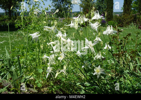 Aquilegia vulgaris var. alba, White Columbine Stock Photo