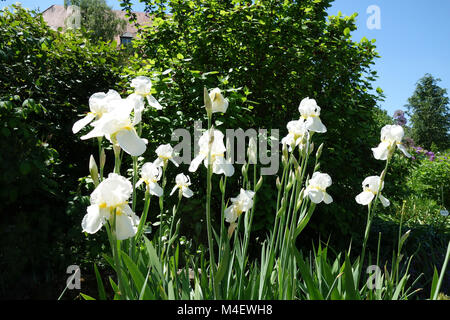Iris BarbataElatior Lugano, Tall Bearded Iris Stock Photo Alamy
