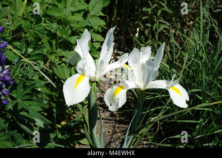 Iris x hollandica White Excelsior, Dutch Iris Stock Photo