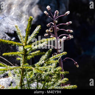 Young spruce beside usual Pestwurz (Petasites hybridus)