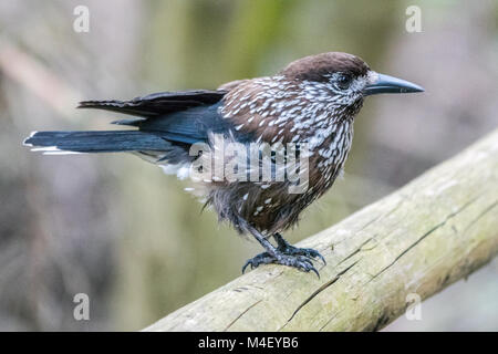 Spotted nutcracker Stock Photo