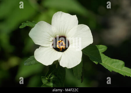 Hibiscus cannabinus, deccan hemp Stock Photo