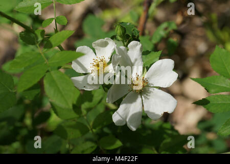 Rosa arvensis, Field rose Stock Photo