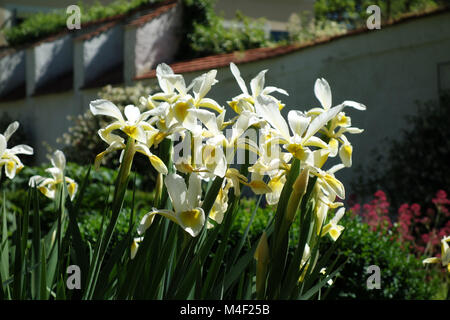 Iris ochroleuca, syn. Iris orientalis, oriental iris Stock Photo